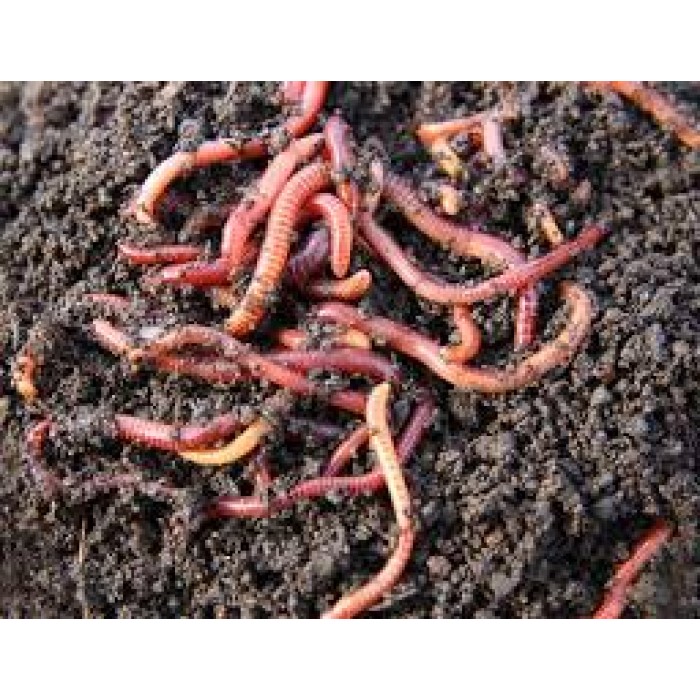 Earthworm Composed Manure Fertilizer