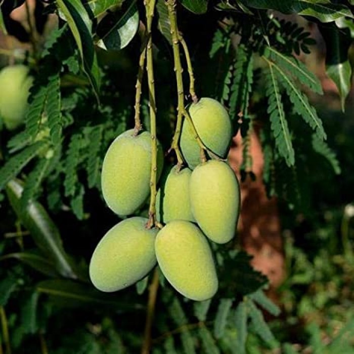 Dasheri Mango Plants (Grafted)